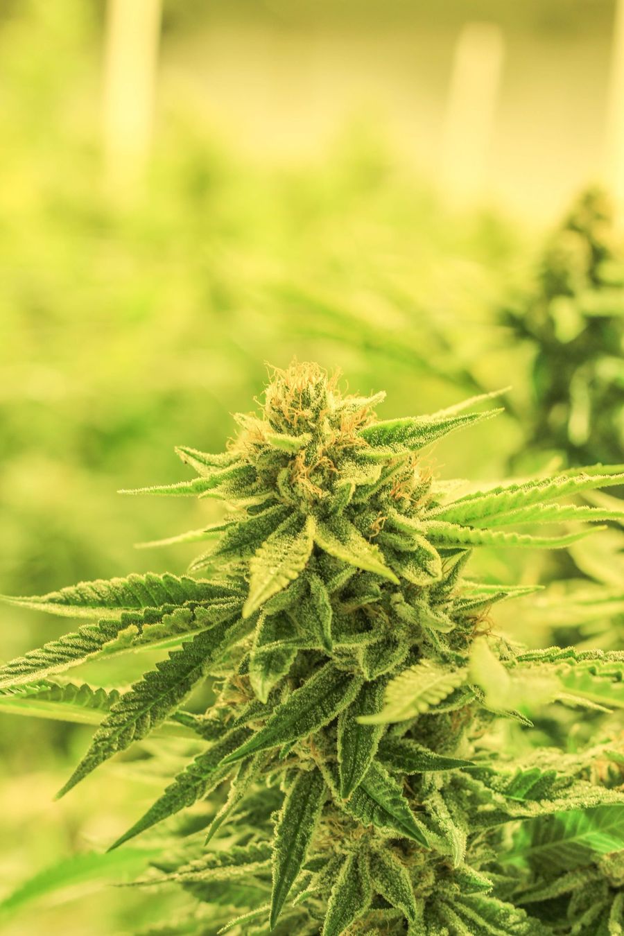 Cannabis Haven about shopping